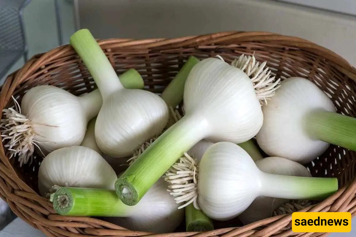 Garlic