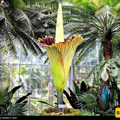 World's Smelliest Flower: The Corpse Flower
