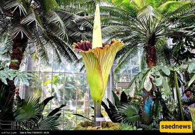 World's Smelliest Flower: The Corpse Flower