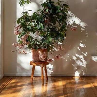 A Complete Guide to Hoya Care and Propagation