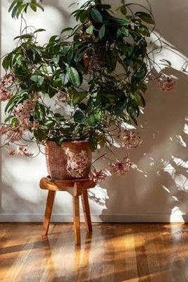 A Complete Guide to Hoya Care and Propagation