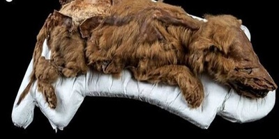 Astonishing Discovery: A 44,000-Year-Old Ancient Wolf Unearthed from Siberian Ice + Video