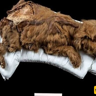 Astonishing Discovery: A 44,000-Year-Old Ancient Wolf Unearthed from Siberian Ice + Video