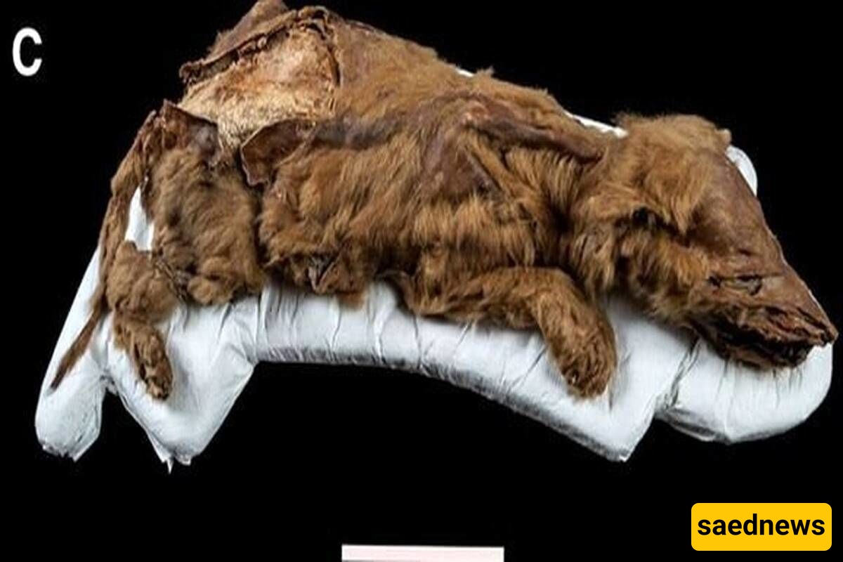 Astonishing Discovery: A 44,000-Year-Old Ancient Wolf Unearthed from Siberian Ice + Video