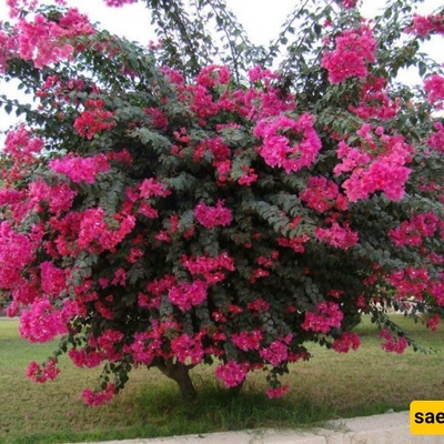 Tamarisk Shrub Cultivation and Care Guide