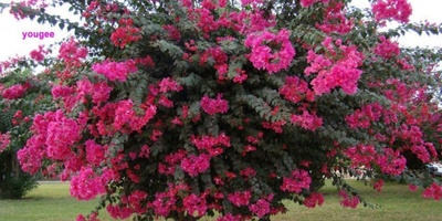 Tamarisk Shrub Cultivation and Care Guide