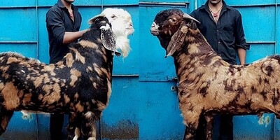 Amazing Footage of the World's Largest Goat / I Admire Your Grace and Stature (Video)