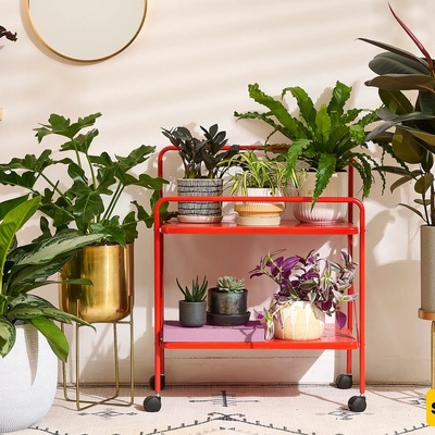 How To Care For Indoor Plants While Traveling