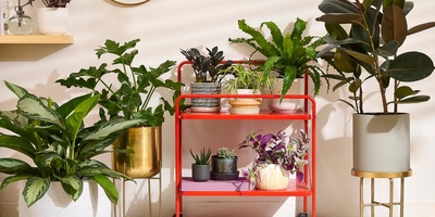 How To Care For Indoor Plants While Traveling