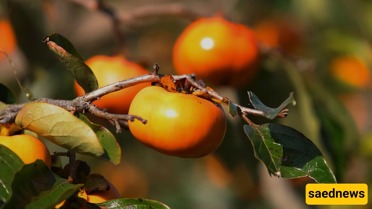 Persimmon