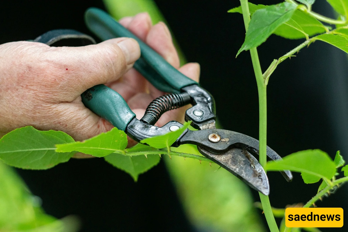 pruning