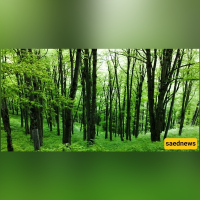 The Hyrcanian Forests (Iran’s 50-Million-Year-Old Green Ribbon You Have to See)