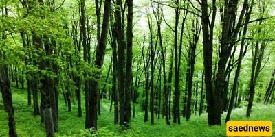 The Hyrcanian Forests (Iran’s 50-Million-Year-Old Green Ribbon You Have to See)