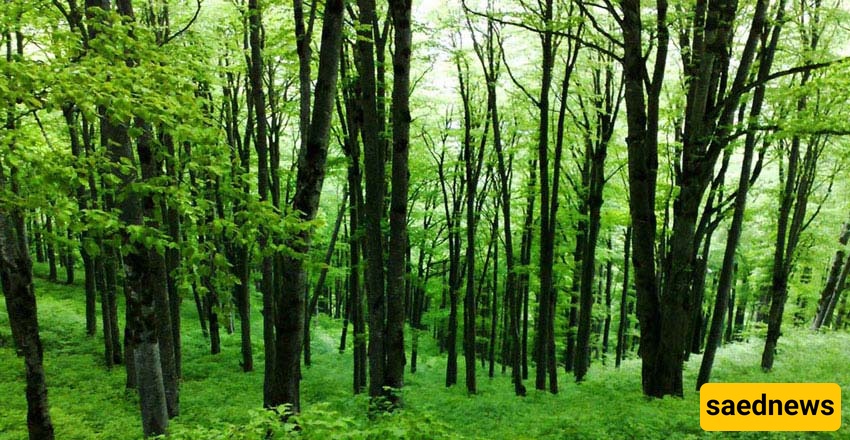 The Hyrcanian Forests (Iran’s 50-Million-Year-Old Green Ribbon You Have to See)