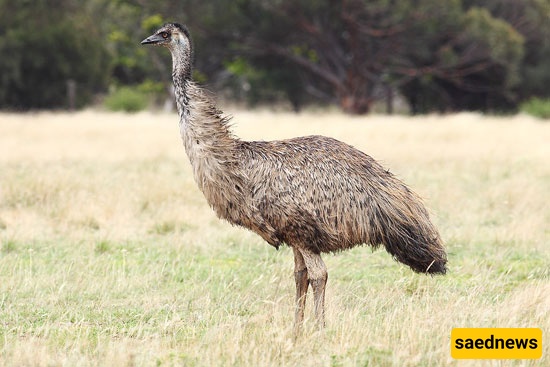 Emu (Australian ostrich)