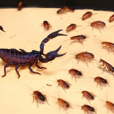 Wildlife: Documentary on Animal Wildlife / The Battle of a Thousand Jumping Beetles Against a Scorpion.