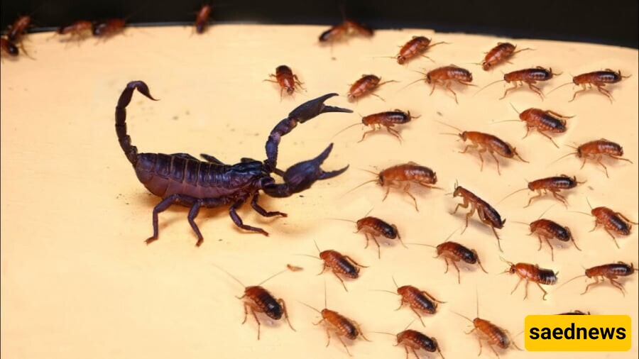 Wildlife: Documentary on Animal Wildlife / The Battle of a Thousand Jumping Beetles Against a Scorpion.