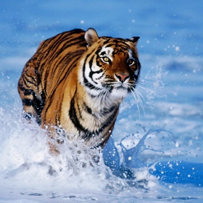The Silent Transformation: How Climate Change Is Rewriting Animal Instincts