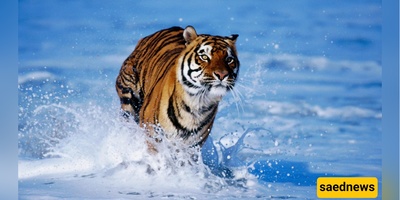 The Silent Transformation: How Climate Change Is Rewriting Animal Instincts