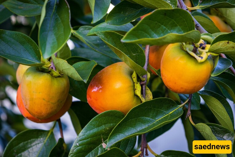 Persimmon