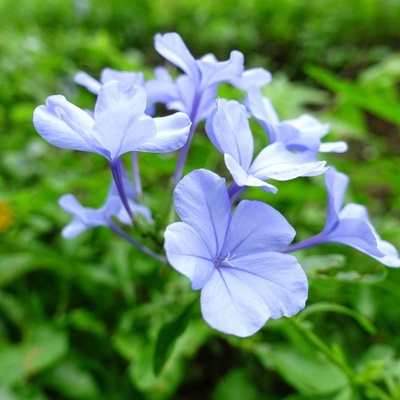 Everything You Need to Know About Blue Jasmine: From Care to Plant Treatment