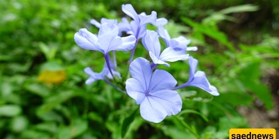 Everything You Need to Know About Blue Jasmine: From Care to Plant Treatment