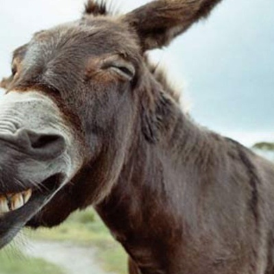 The Most Unusual World War I Photo and the Hilarious Antics of the Mules