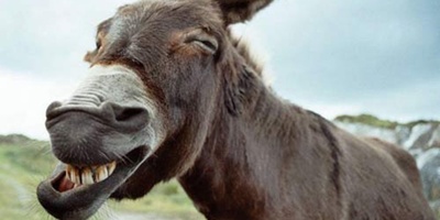 The Strangest Photo Released from World War I and the Funny Situation of the Mules