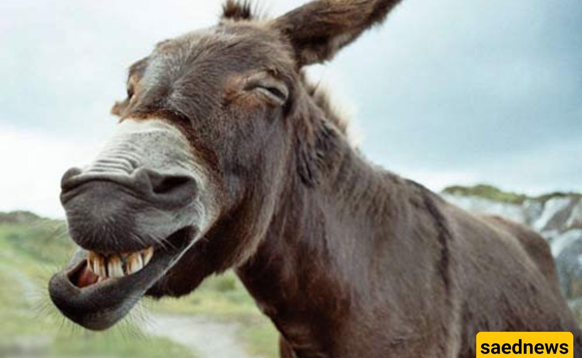 The Strangest Photo Released from World War I and the Funny Situation of the Mules