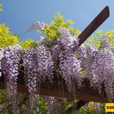 How to Grow and Care for Wisteria Vines