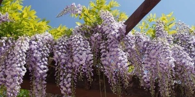 How to Grow and Care for Wisteria Vines