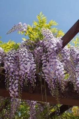 How to Grow and Care for Wisteria Vines
