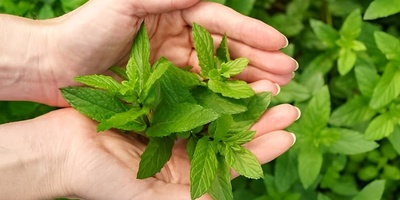 Pennyroyal Benefits for Health, Healing, and Beauty: Uses and Proper Consumption Methods