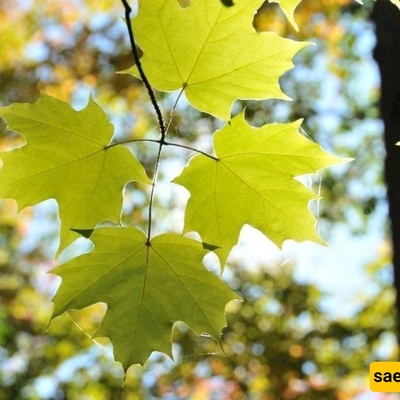 Plane Leaf Sap: A Natural Herbal Remedy for Skin, Hair, and Blood Sugar Support