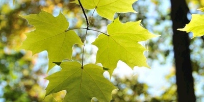 Plane Leaf Sap: A Natural Herbal Remedy for Skin, Hair, and Blood Sugar Support