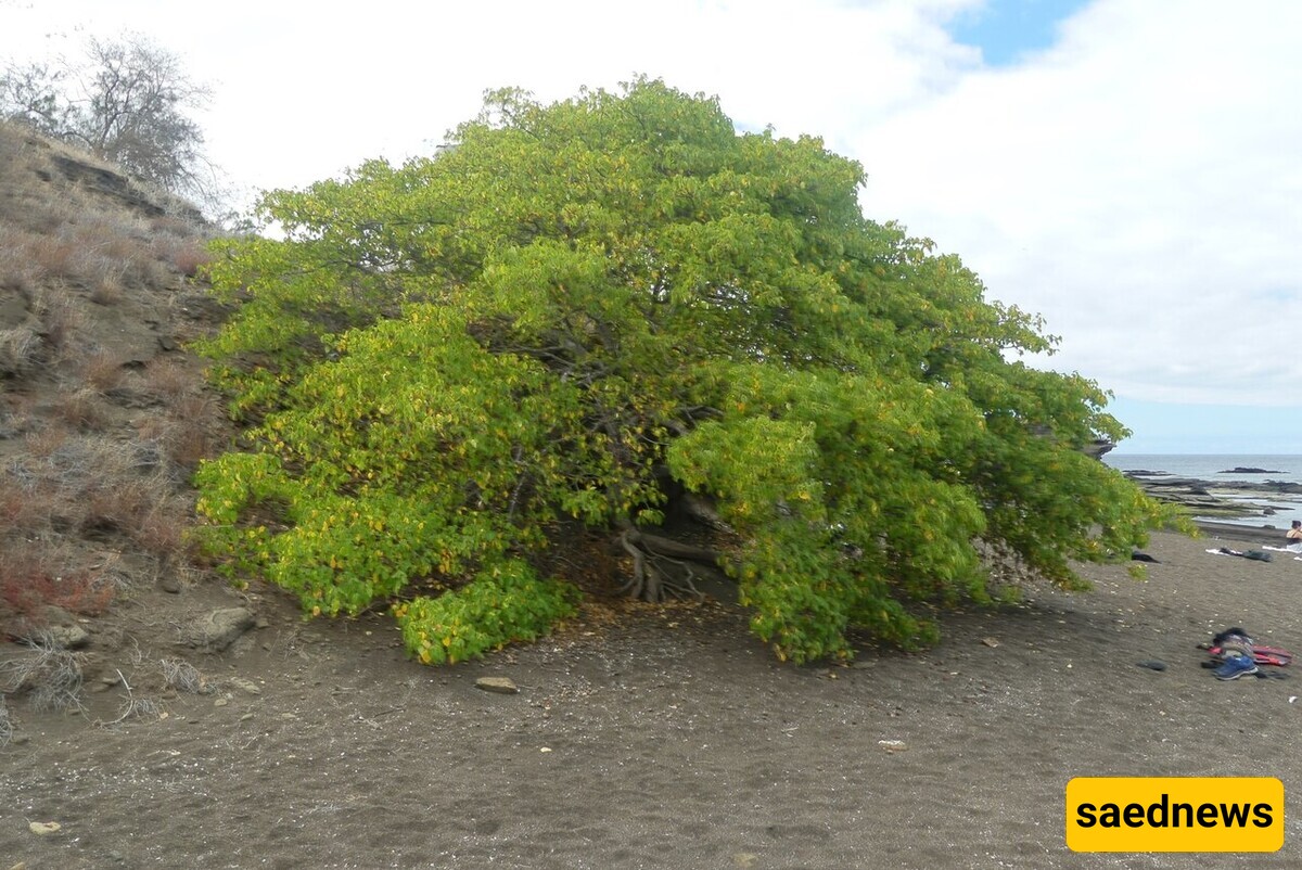 The Manchineel Tree: Known as the Deadly Tree / Even Touching It Can Be Fatal!