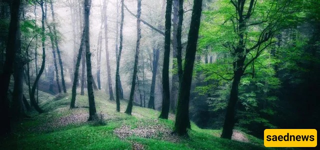 dalekhani forest