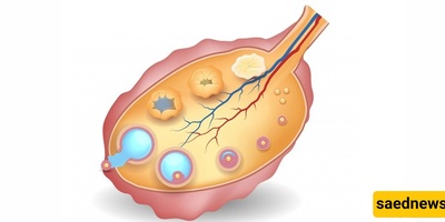 Follicle or Egg? The Truth Every Woman Needs to Know