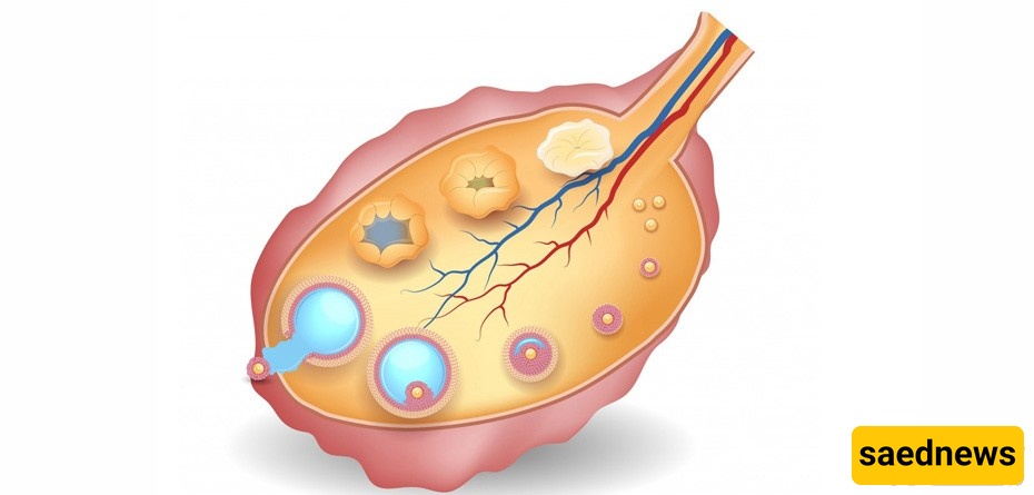 Follicle or Egg? The Truth Every Woman Needs to Know