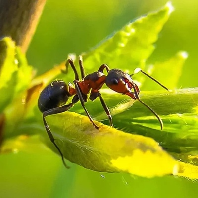 The Strange Farming Ant That Grows Coffee