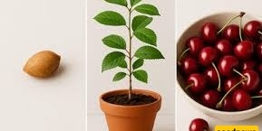 How to Plant a Sour Cherry Seed in a Pot / Grow a Cherry Tree at Home with This Simple Trick