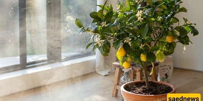 Complete Guide to Caring for a Lemon Tree at Home and in Apartments