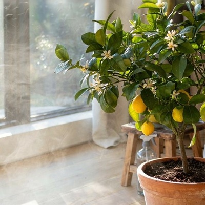 Complete Guide to Caring for a Lemon Tree at Home and in Apartments
