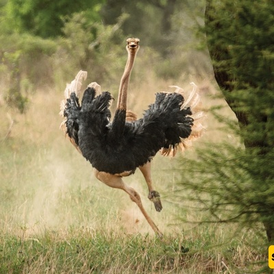 Watch | An Ostrich Running Through the Streets of Alexandria