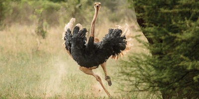 Watch | An Ostrich Running Through the Streets of Alexandria