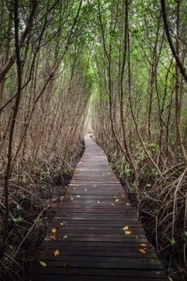 Astonishing Discovery of a Mysterious Fossilized/Lost Forest That Vanished 22 Million Years Ago! +Photos