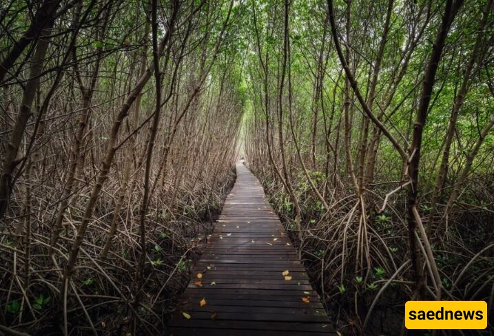 Astonishing Discovery of a Mysterious Fossilized/Lost Forest That Vanished 22 Million Years Ago! +Photos