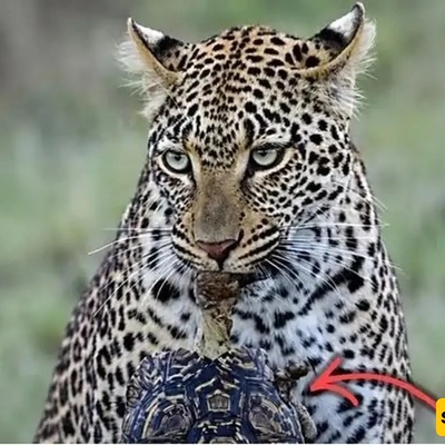 Watch | A Leopard Hunting A Leopard Tortoise