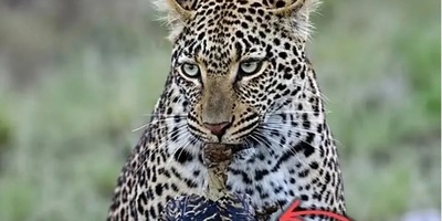 Watch | A Leopard Hunting A Leopard Tortoise