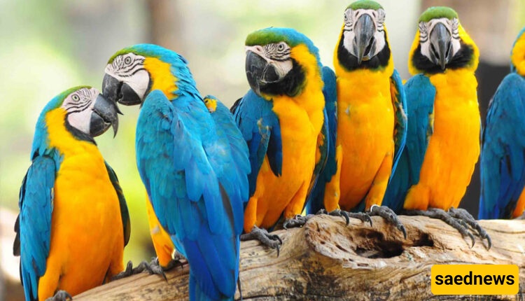 Kish Bird Park